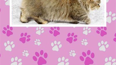 Cats Quiz